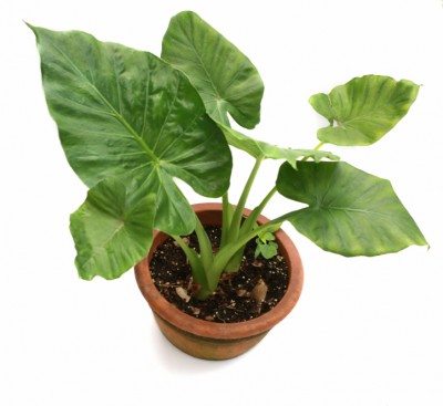 室内象耳植物-科洛西亚室内植物护理- manbetx体育