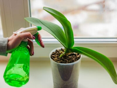 室内植物使用杀虫剂 如何在室内使用化学万博娱乐官网网址杀虫剂 Manbetx体育